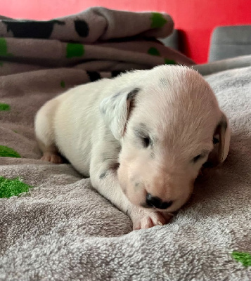 CHIOT 6
